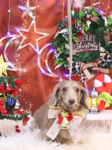 20231201ぺこちゃん